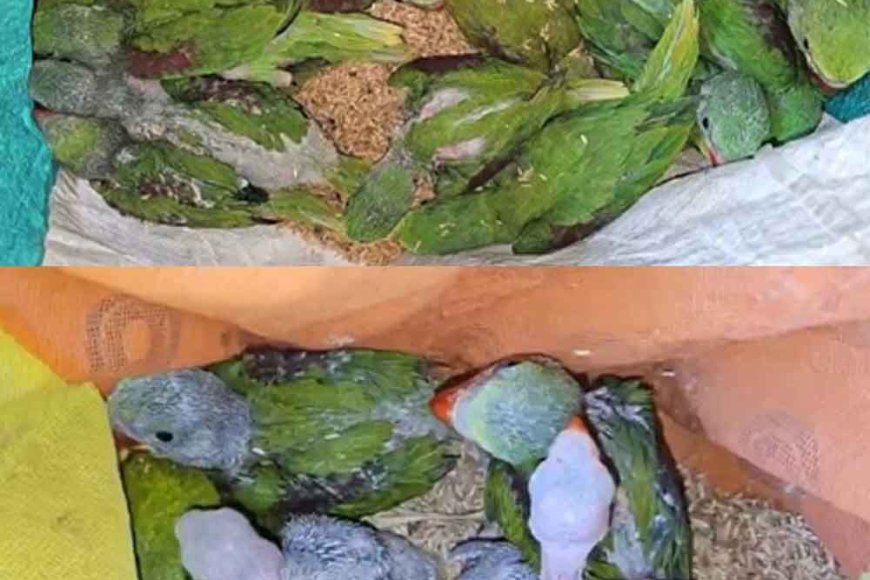 छत्तीसगढ़&गरियाबंद-में-26-तोते-के-साथ-आरोपी-गिरफ्तार,-वन-विभाग-की-बड़ी-कार्रवाई