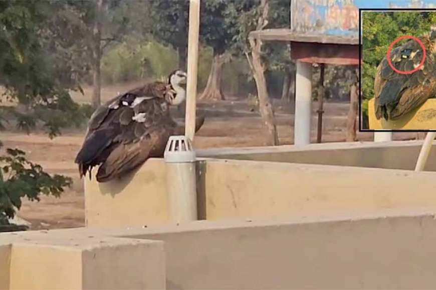 भानुप्रतापपुर में देखा गया दुर्लभ गिद्ध, वन विभाग के साथ पुलिस भी निगरानी में जुटी