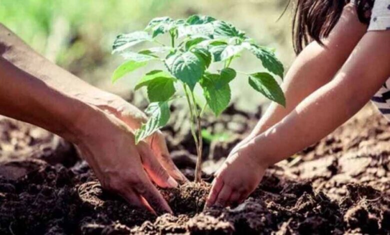 अमृत-हरित-महाअभियान-में-नगरीय-क्षेत्रों-में-35.59-लाख-पौधे-लगाये-गये
