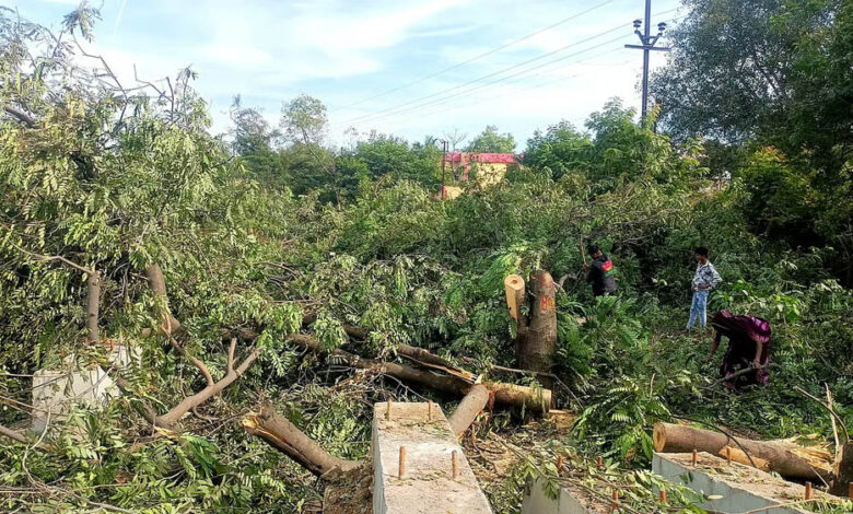 भोपाल की सांसे नहीं रुकेगी; अयोध्या बायपास के लिए 8 हजार पेड़ काटने पर NGT की रोक बरकरार