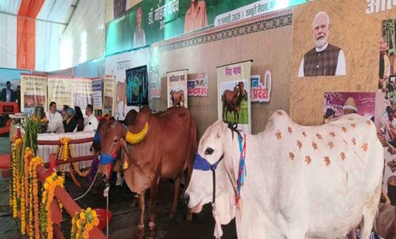 आंध्र प्रदेश की प्रसिद्ध पुंगनूर गाय बनी आकर्षण का केंद्र