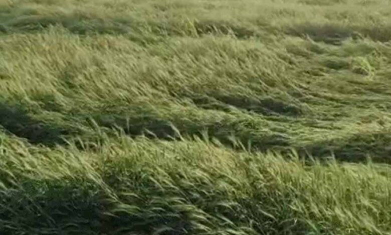 एमपी के 30 जिलों में बारिश, 8 जिलों में ओले गिरे; फसलों को नुकसान, 14 जिलों में आज अलर्ट