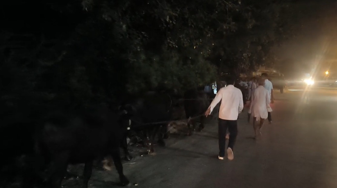 मुरैना में भैंस चोरी का अनूठा मामला: चोरी हुईं 9 में से 5 भैंसें लावारिस हालत में बरामद, पुलिस तलाश में जुटी